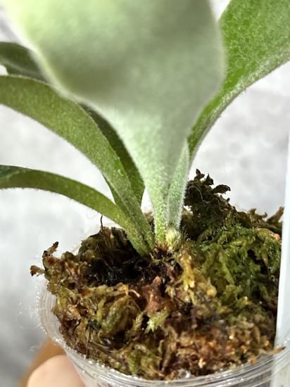 現品】ビカクシダ・ベイチー セルソ TC苗 Platycerium veitchii Celso