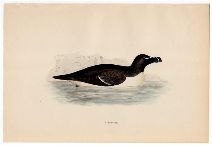 1870年 Morris 英国鳥類史 ウミスズメ科 オオハシウミガラス属