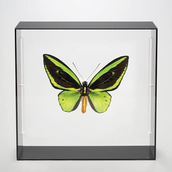 蝶の標本コレクション！メガネアゲハ - 三宝堂オンラインショップ