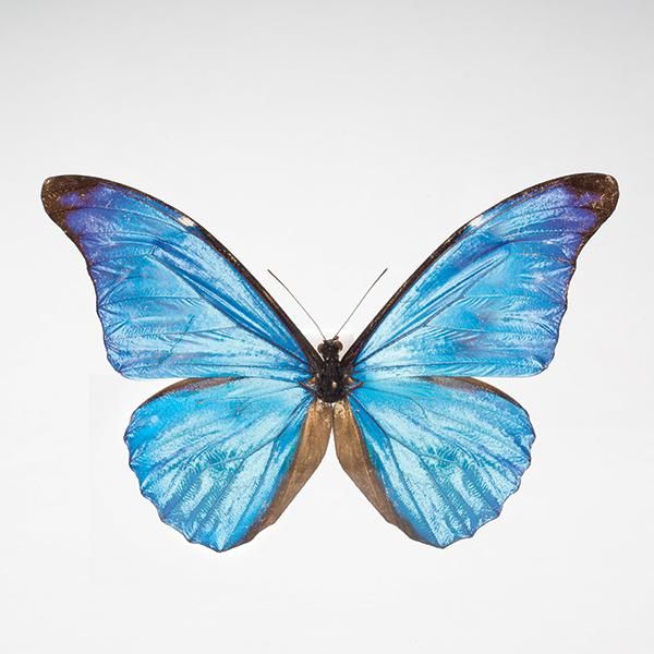 レテノールモルフォ- 三宝堂オンラインショップ