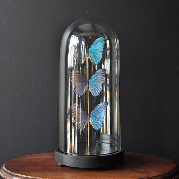 ガラスドームモルフォチョウ 標本/フランスアンティーク雑貨・家具の