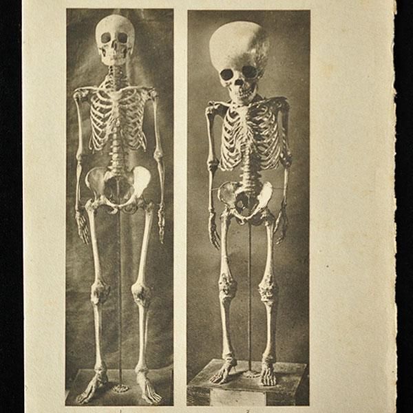 骨格標本・A フランスアンティーク雑貨・家具のSibora【シボラ】