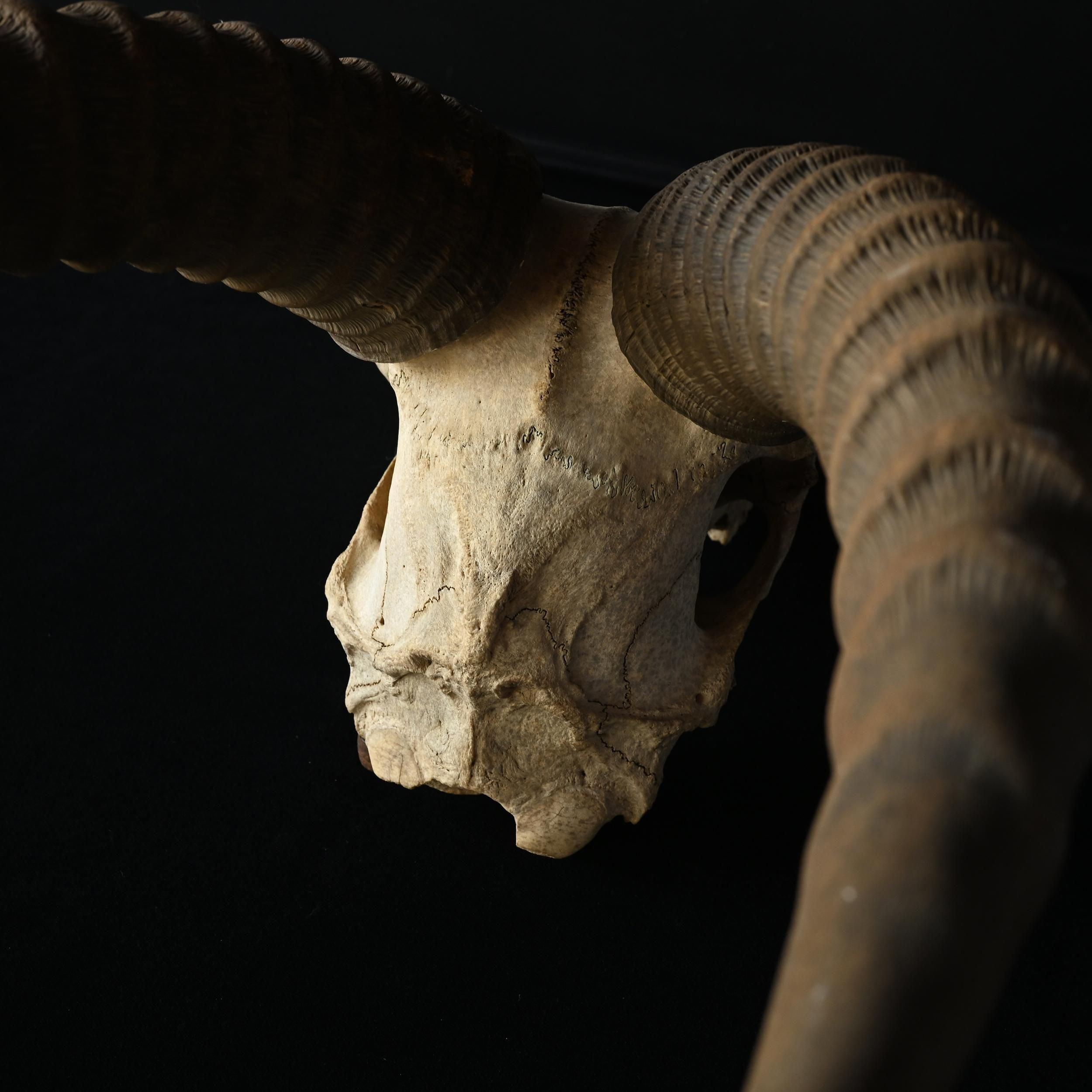 枯れた頭骨 | アンティーク ハンティングトロフィー スカル【Sibora】