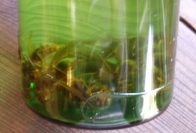 スズメ蜂酒 - 信州伊那谷 西村酒店