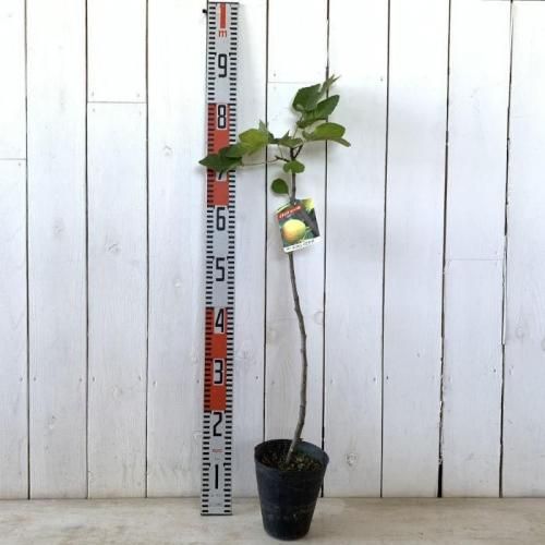 イチジク 苗木 ホワイトイスキア 13.5cmポット苗 いちじく 苗 無花果