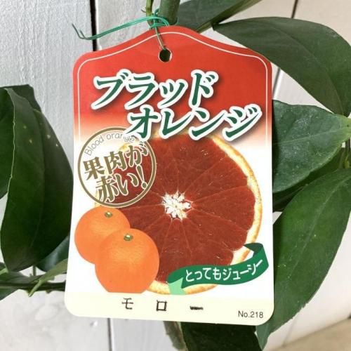 ブラッドオレンジ 苗木 モロー 13.5cmポット苗 オレンジ 苗