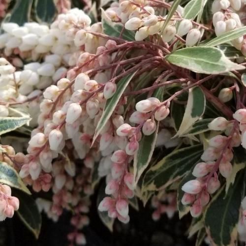 アセビ 苗木 ホワイトリム (斑入葉) 16.5cmポット苗 あせび 苗-アセビ