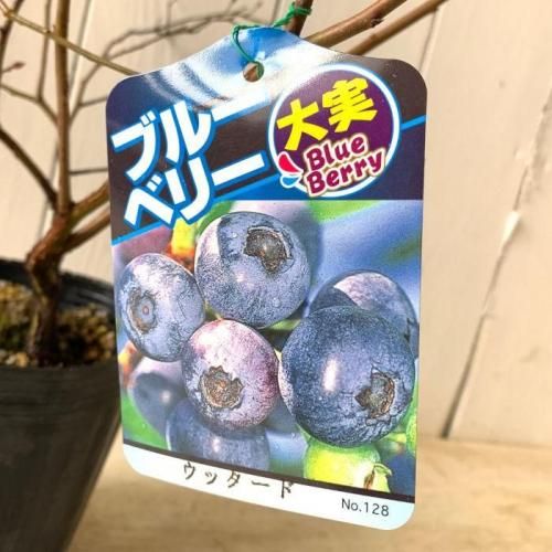 ブルーベリー 苗木 ウッダード 13.5cmポット苗 3年生苗 ラビットアイ系