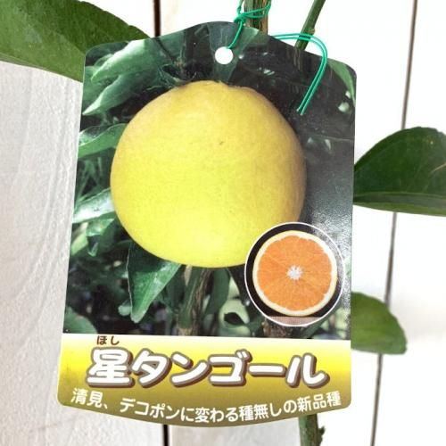 みかん 苗木 星タンゴール 15cmポット苗 ミカン 苗 蜜柑-ブルーベリー