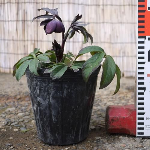 開花株・現品】クリスマスローズ スモーキーブルー 15cmポット 3年生苗