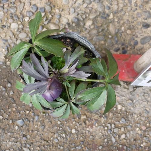 開花株・現品】クリスマスローズ スモーキーブルー 15cmポット 3年生苗