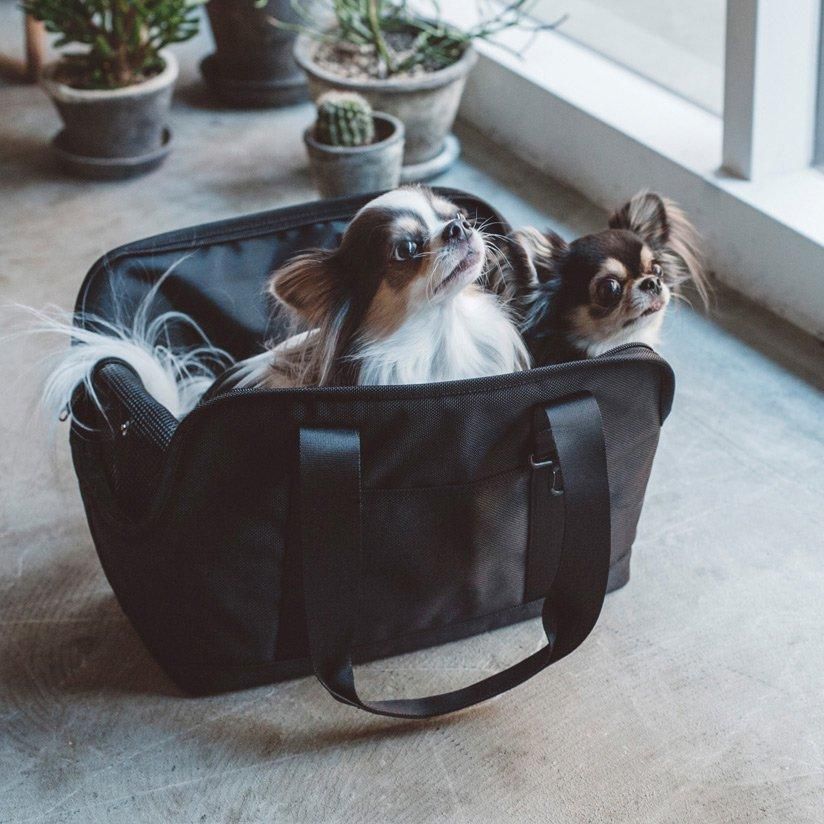 バルコディ スクエアトート - ドッググッズ・猫グッズ通販 free stitch