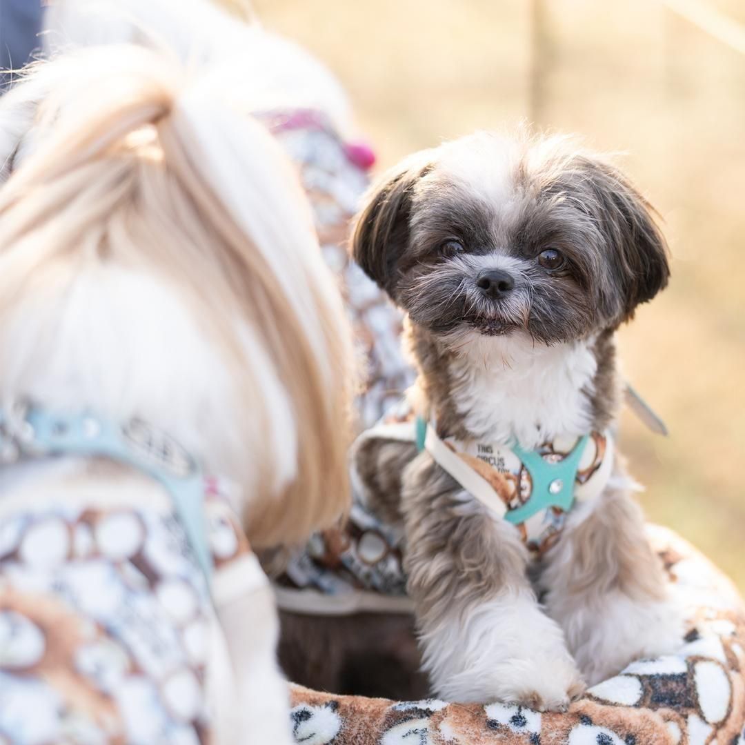 2026/3/22(日) シーズーフェスティバル2026春 シーズーが数百～数千頭