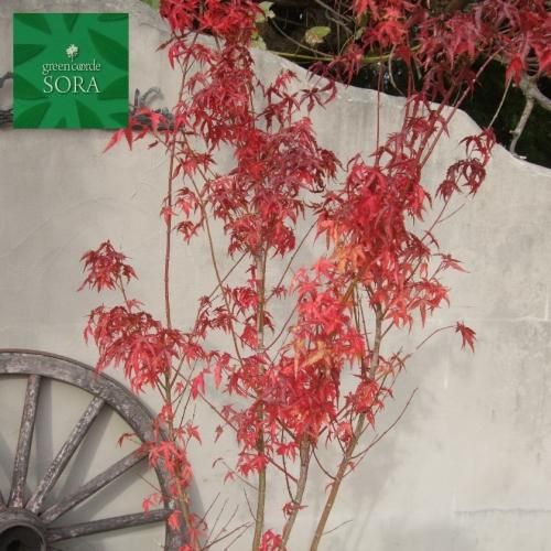 イロハモミジ 株立 樹高 H:3500mm - SORAの植木屋さん