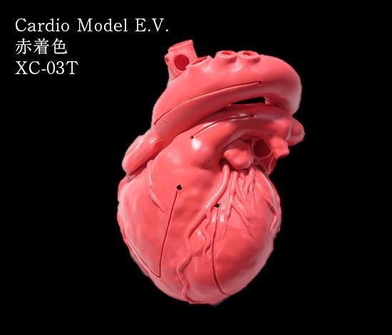 Cardio Model E.V.：赤（XC-03T）_購入 | 株式会社クロスメディカル