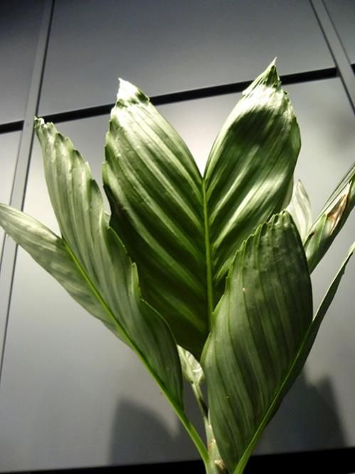 チャメドレア・テネラ - REN online shop