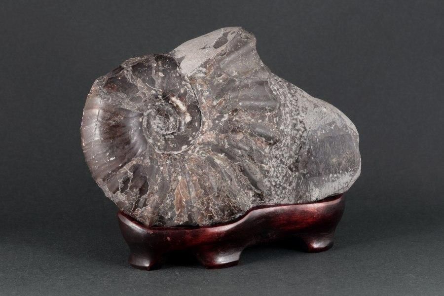 アンモナイト化石 北海道産 アナゴードリセラス 1.1kg｜キラリ石