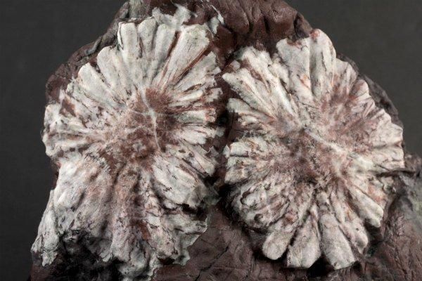 根尾谷産 菊花石 2.6kg｜国産 原石 通販のキラリ石