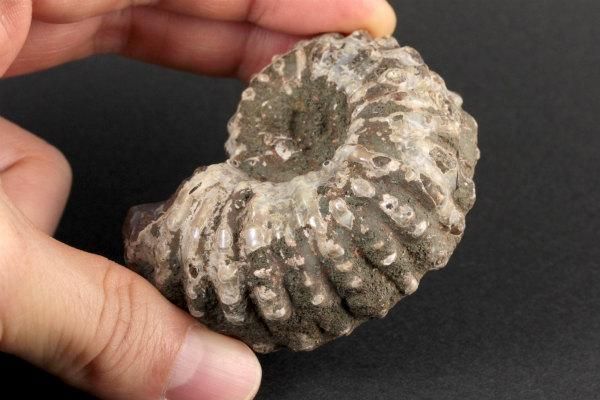 アンモナイト(ドゥビレイセラス)化石 117g｜天然石 原石 通販 キラリ石