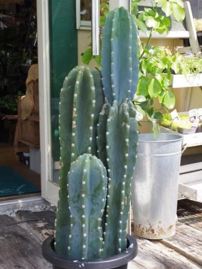 柱サボテン 3本立ち】鬼面角（キメンカク） 8号 - The Plant&Flower