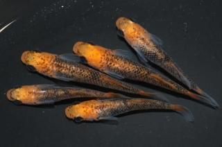 商品検索 - めだかの通販・販売専門店-めだかの館-