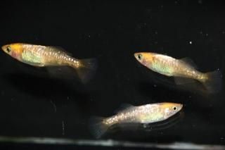 商品検索 - めだかの通販・販売専門店-めだかの館-