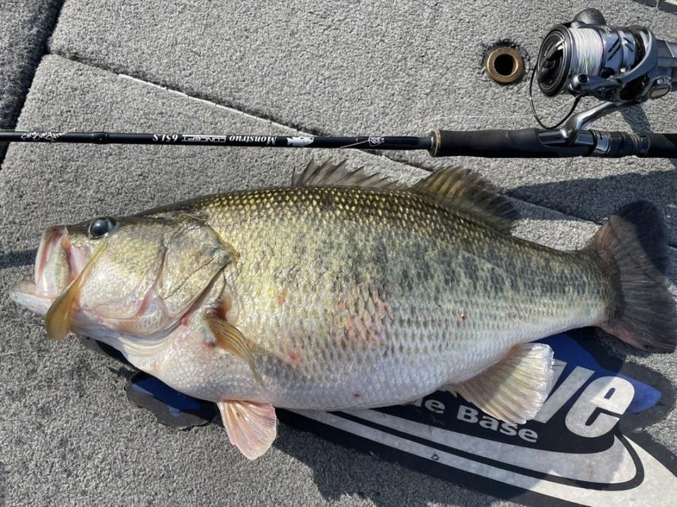 ツララ/モンストロ コンセプトディストラクション 65LS - HONEYSPOT