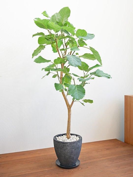 フィカス・エベレスト 032402 販売・通販 ［詳細ページ］ *tree tree*