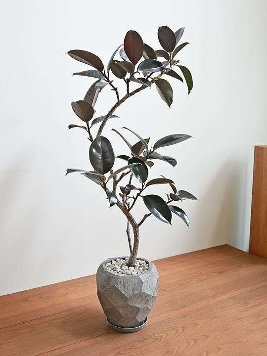 フィカス・バーガンディ 042501 販売・通販 ［詳細ページ］ *tree tree*