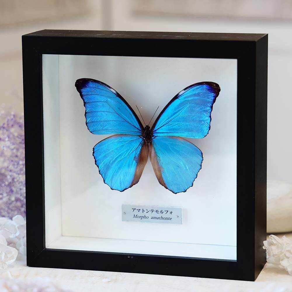蝶標本「アマトンテモルフォ」- 海福雑貨通販部
