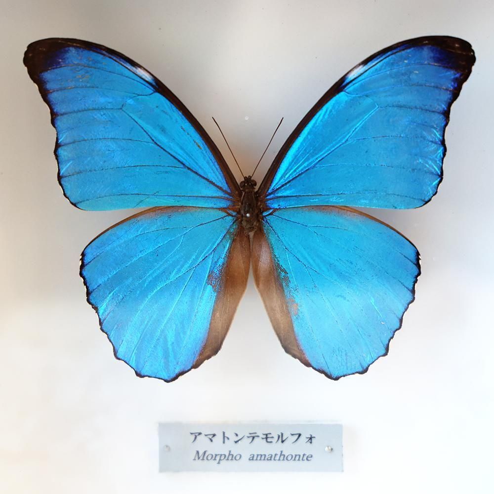 蝶標本「アマトンテモルフォ」- 海福雑貨通販部