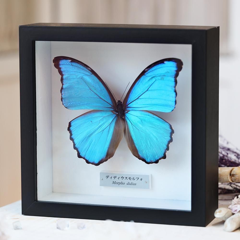 蝶標本「ゼフィリティモルフォ」 - 海福雑貨通販部