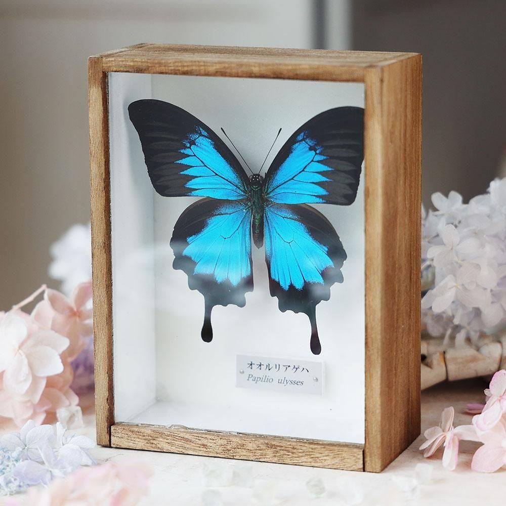 蝶標本「ヘレナモルフォ」 - 海福雑貨通販部