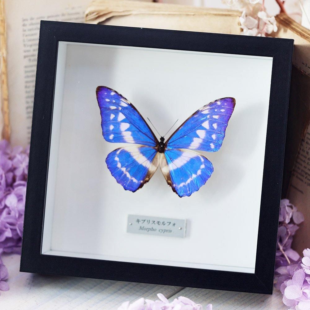 モルフォ蝶標本 - 海福雑貨通販部