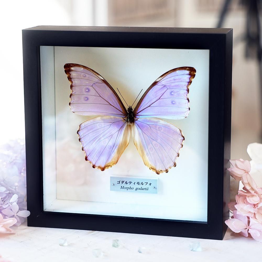 蝶標本「ゴダルティモルフォ」 - 海福雑貨通販部