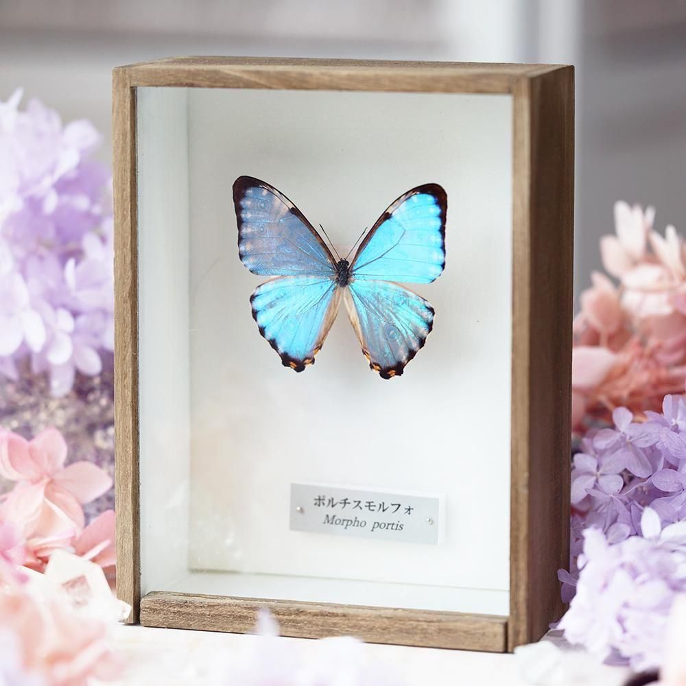 蝶標本「ポルティスモルフォ」 - 海福雑貨通販部