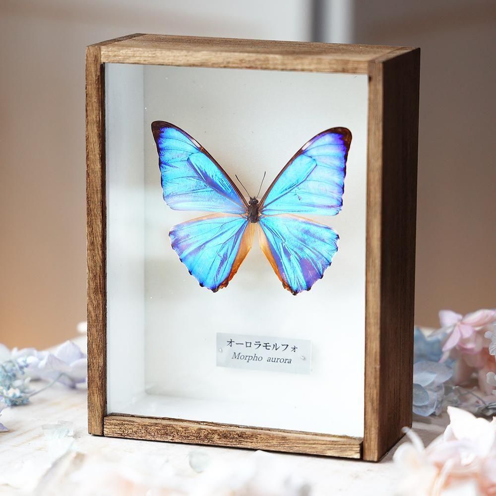 蝶標本「オーロラモルフォ」 - 海福雑貨通販部
