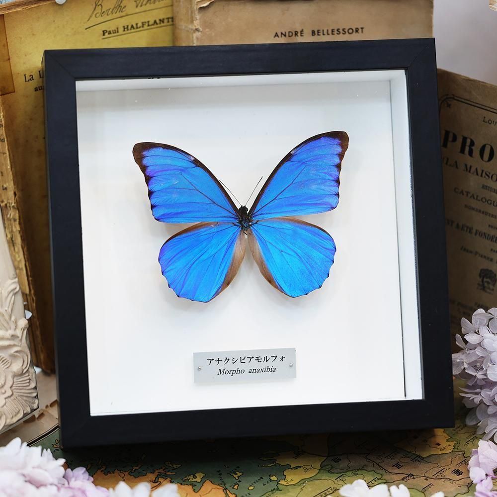 蝶標本「アナクシビアモルフォ」 - 海福雑貨通販部
