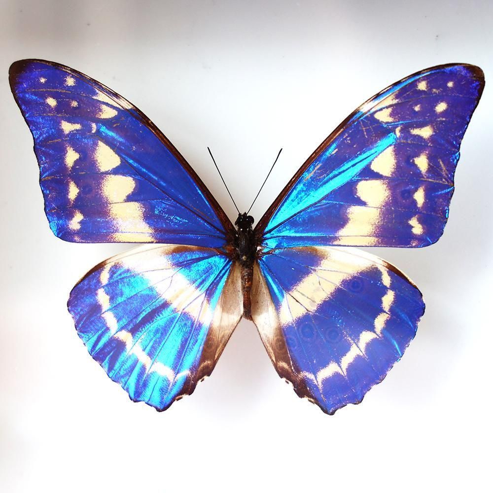 蝶標本「キプリスモルフォ」 - 海福雑貨通販部