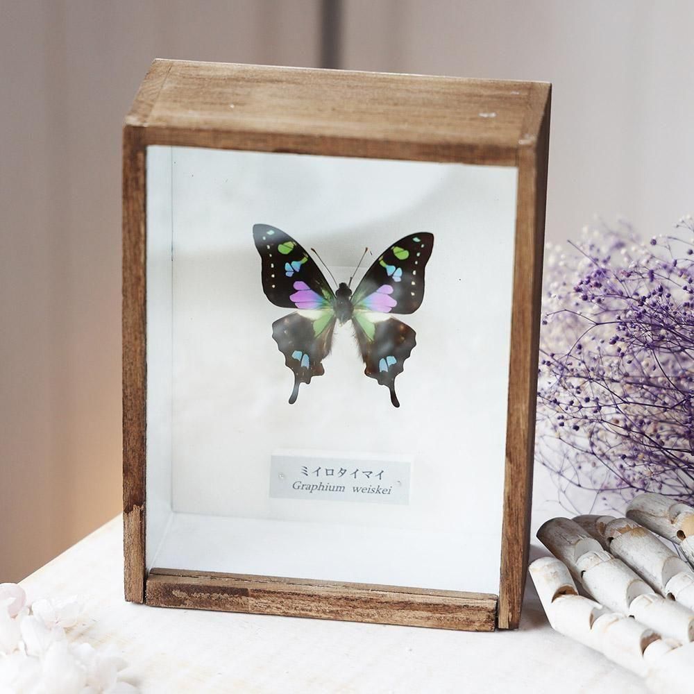 蝶標本 - 海福雑貨通販部