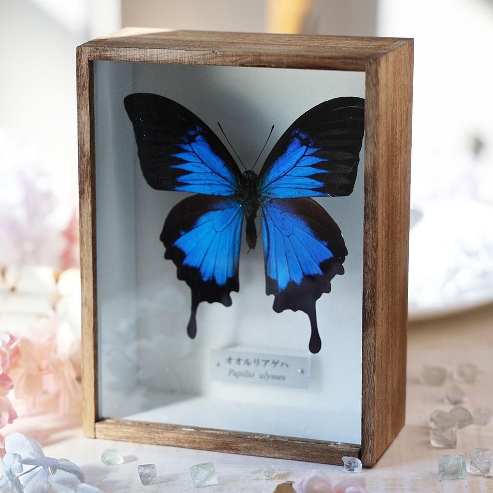 蝶標本 - 海福雑貨通販部