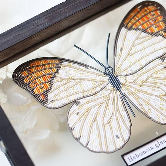 蝶標本【Hebomoia glaucippe】 - 海福雑貨通販部