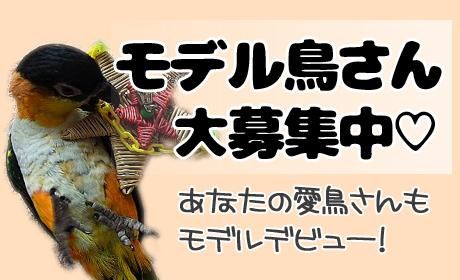 LITTLE BUDDY☆大型用オリジナルアクリルキャリーLB400クリア - とりま