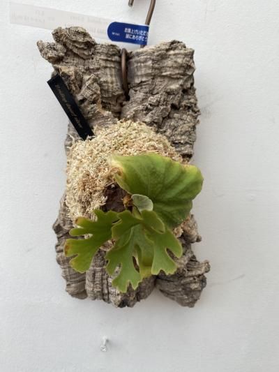 ビカクシダ・リドレイ ドワーフシルバー - 陽春園ネット通販