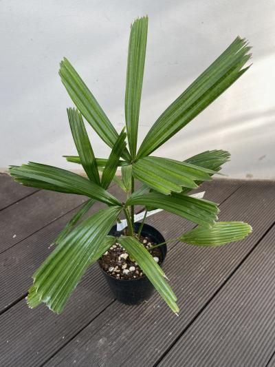 リクアラ・スピノーサ - 陽春園ネット通販