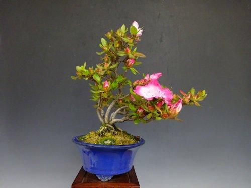 さつき (真如の月) 【 24 B ― 21 】 - 小品盆栽専門店 湘風園