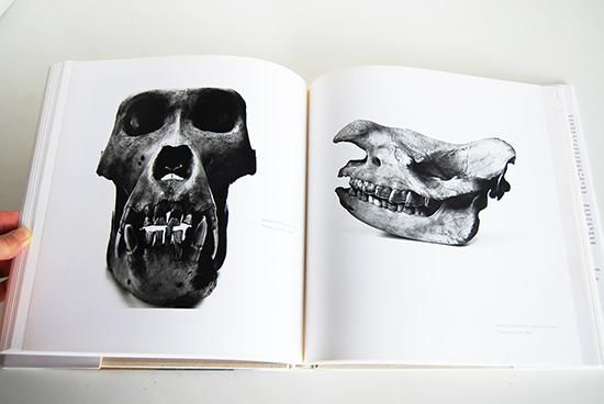 STILL LIFE US Edition Irving Penn photographs 1938-2000