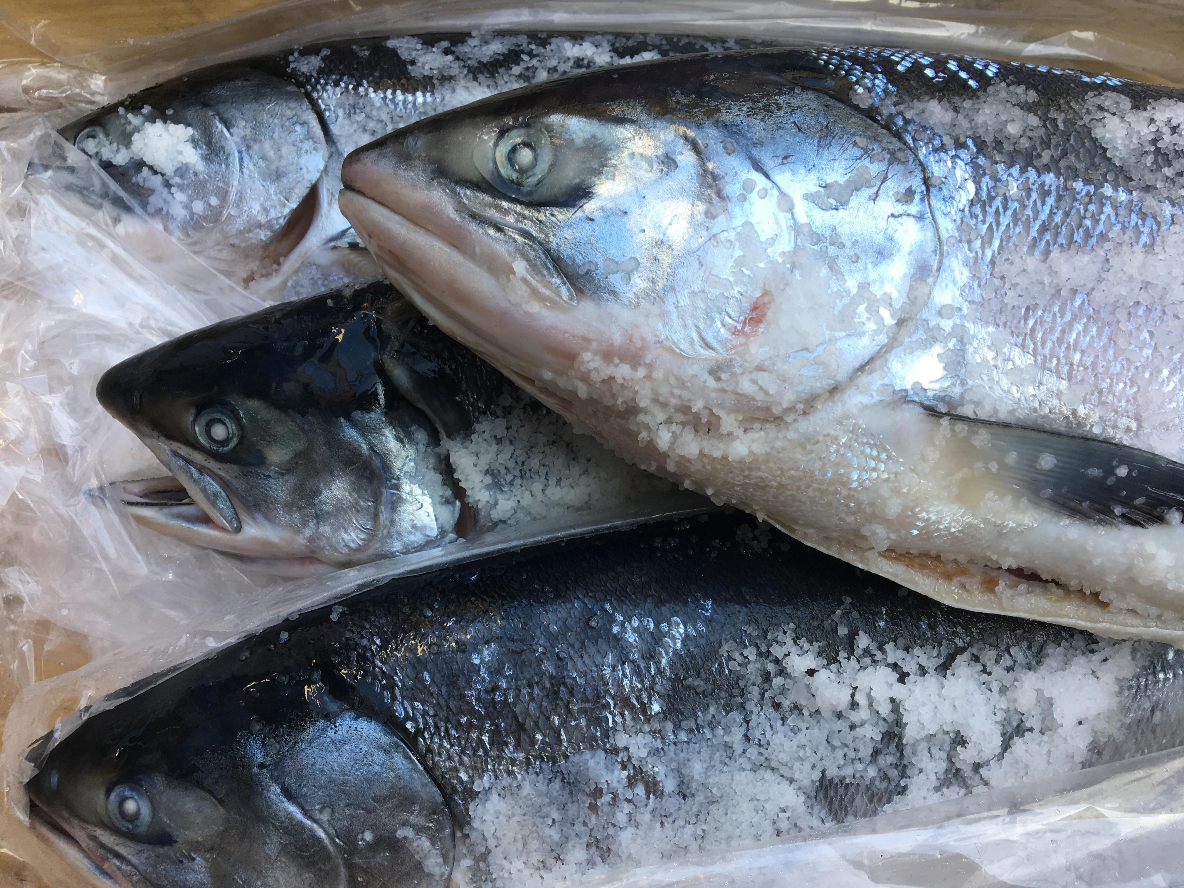 時鮭（ときさけ・トキシラズ）｜築地 鮭の店 昭和食品