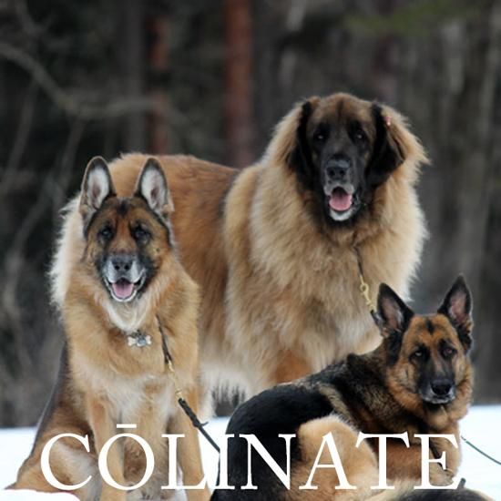 レオンベルガー/インフォメーション/首輪・ハーネス・リード・訓練用品