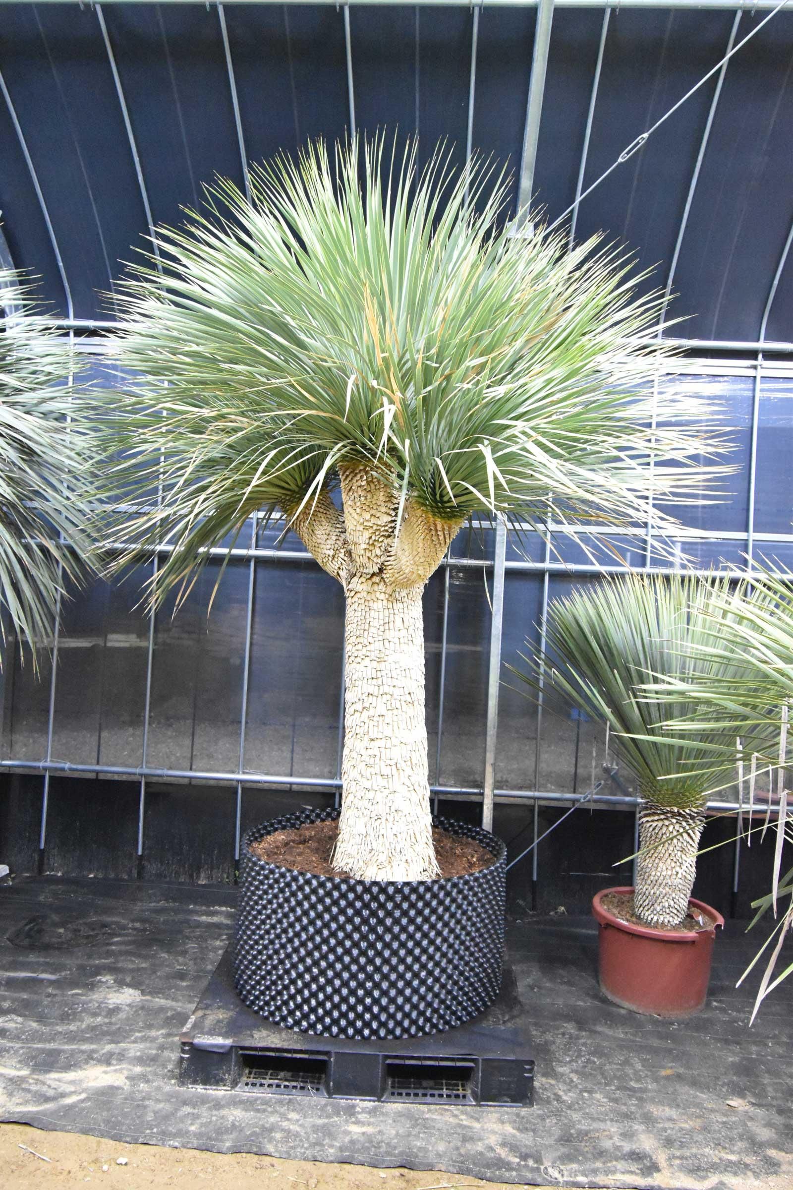 かなり貴重なシックスヘッド・ユッカロストラータ